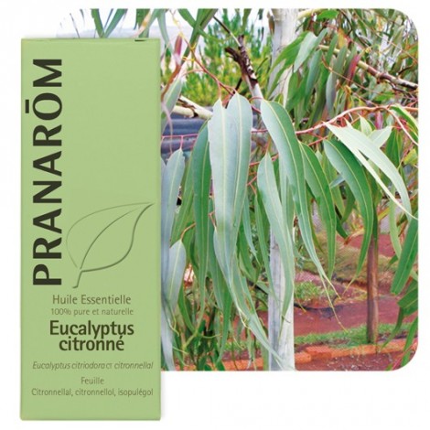 Huile essentielle d'Eucalyptus citronné