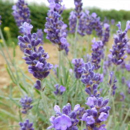 Graines de Lavande - 0.3 g