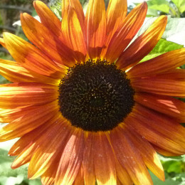 Graines de Tournesol Velvet queen - 0,8 g