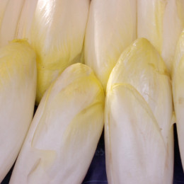 Graines de Chicon Di Bruxelles - endives