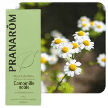 HE camomille