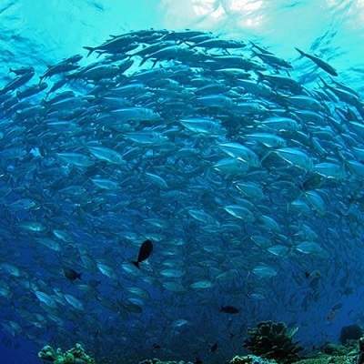 Banc de poisson océan