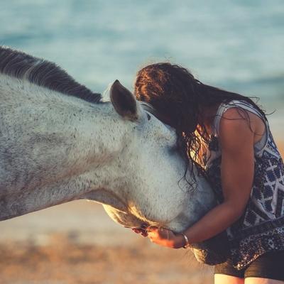 Complicité cheval