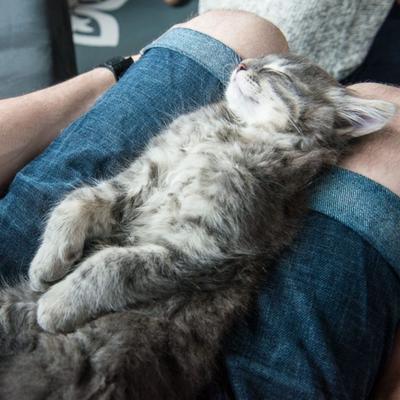 Complicité chaton