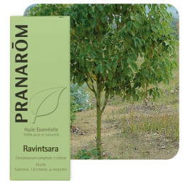 Ravintsara essentiële olië