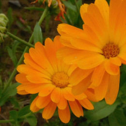 Souci Calendula