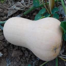 Courge Butternut waltham - 10 graines